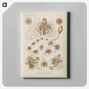 3-39_Ernst-Haeckel_canvas