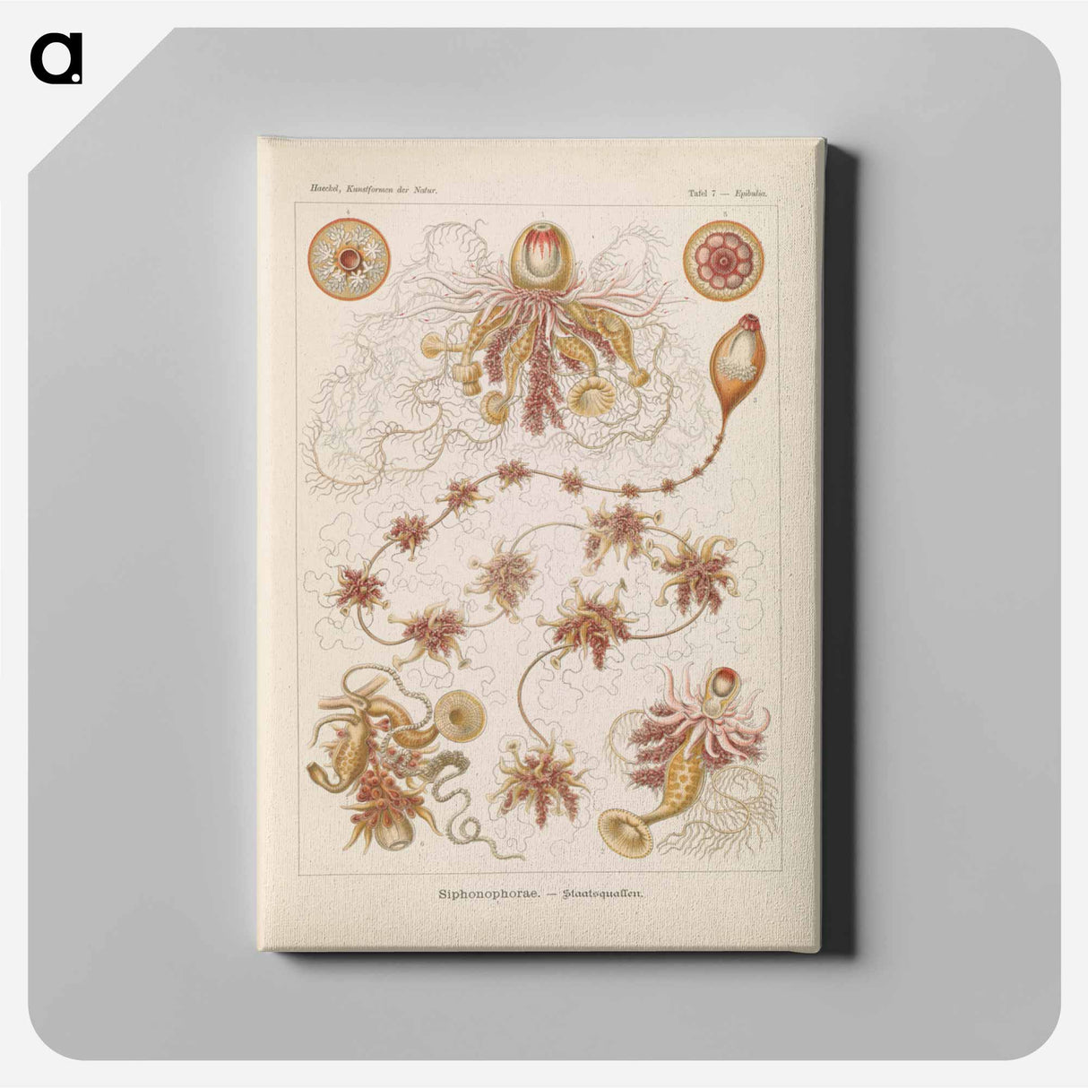 Marine life illustration - エルンスト ヘッケル Canvas.