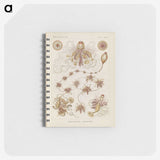 3-39_Ernst-Haeckel_memo