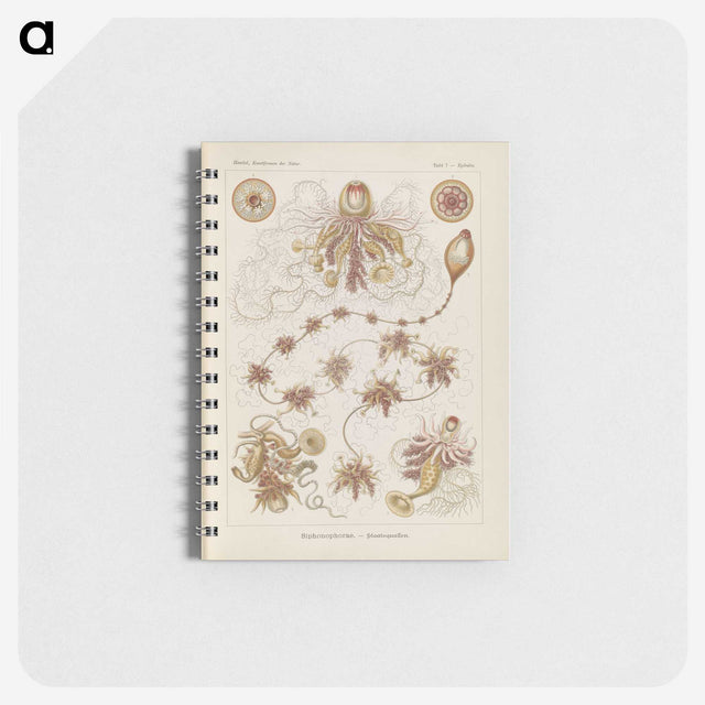 3-39_Ernst-Haeckel_memo