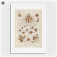 3-39_Ernst-Haeckel_picture