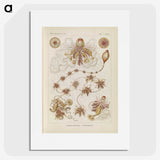 3-39_Ernst-Haeckel_picture
