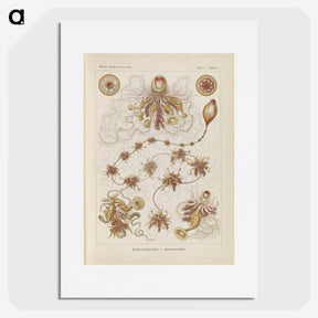 3-39_Ernst-Haeckel_picture