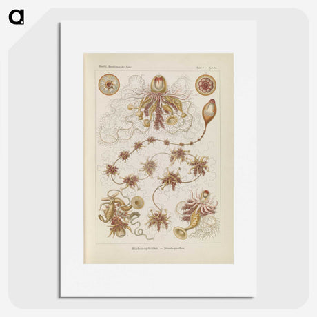 3-39_Ernst-Haeckel_picture