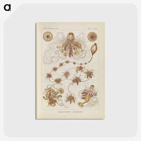 3-39_Ernst-Haeckel_postcard