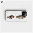 3-39_Ichtyologie-ou-Histoire-naturelle_phone