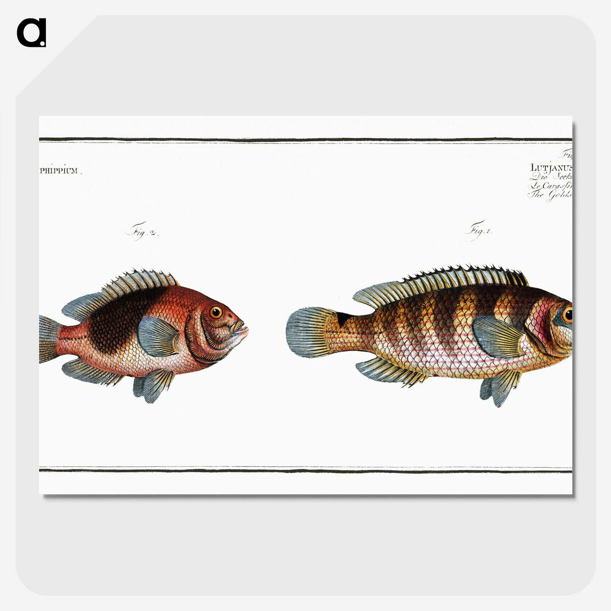 3-39_Ichtyologie-ou-Histoire-naturelle_picture-crop