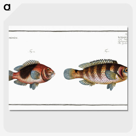 3-39_Ichtyologie-ou-Histoire-naturelle_picture-crop