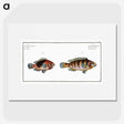 3-39_Ichtyologie-ou-Histoire-naturelle_picture