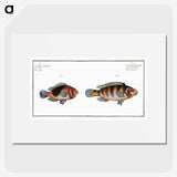 3-39_Ichtyologie-ou-Histoire-naturelle_picture