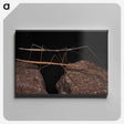 3-39_Insects-Unlocked-Project_canvas