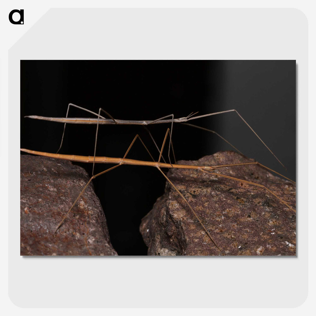 3-39_Insects-Unlocked-Project_picture-crop