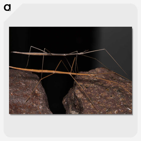 3-39_Insects-Unlocked-Project_picture-crop