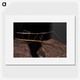 3-39_Insects-Unlocked-Project_picture