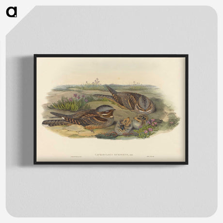 3-39_John-Gould_blk-crop
