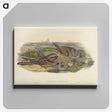 3-39_John-Gould_canvas