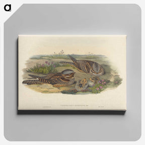 3-39_John-Gould_canvas
