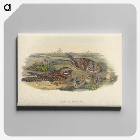 3-39_John-Gould_canvas