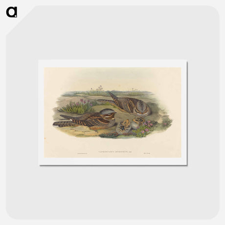 アートポストカード-Nightjar
 - ジョン グールド Postcard.