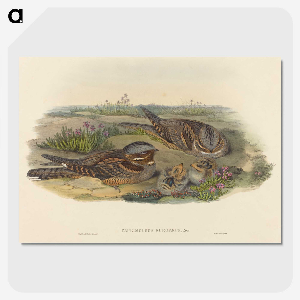 3-39_John-Gould_picture-crop