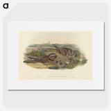 3-39_John-Gould_picture