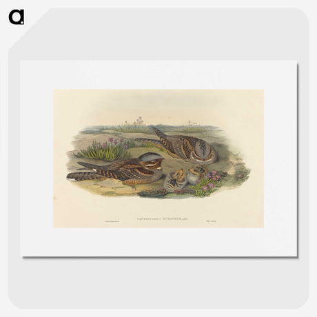 3-39_John-Gould_picture