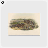 アートポストカード-Nightjar
 - ジョン グールド Postcard.