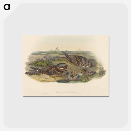 アートポストカード-Nightjar
 - ジョン グールド Postcard.