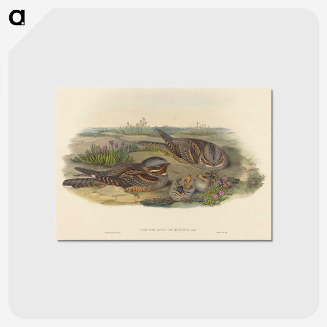 3-39_John-Gould_postcard
