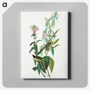 アートパネル-Green Black-Capt Flycatcher
 - ジョン ジェームス オーデュボン Canvas.