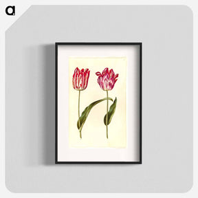 アートポスター-Tulipa Gesneriana
 - マリア ジビーラ メーリアン Poster.