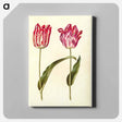 アートパネル-Tulipa Gesneriana
 - マリア ジビーラ メーリアン Canvas.
