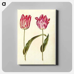 アートパネル-Tulipa Gesneriana
 - マリア ジビーラ メーリアン Canvas.