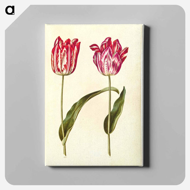 アートパネル-Tulipa Gesneriana
 - マリア ジビーラ メーリアン Canvas.