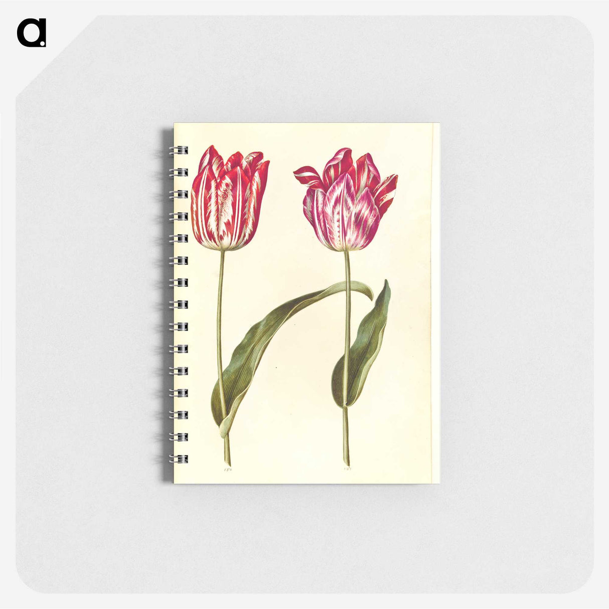3-39_Maria-Sibylla-Merian_memo