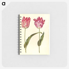 3-39_Maria-Sibylla-Merian_memo