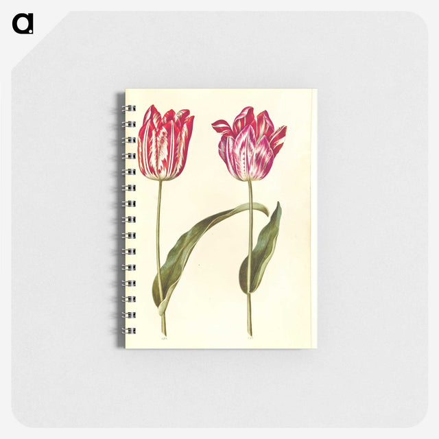 3-39_Maria-Sibylla-Merian_memo