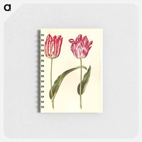 アートメモ帳-Tulipa Gesneriana
 - マリア ジビーラ メーリアン Memo.