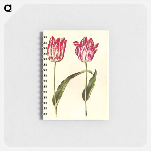アートメモ帳-Tulipa Gesneriana
 - マリア ジビーラ メーリアン Memo.
