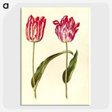 3-39_Maria-Sibylla-Merian_picture-crop