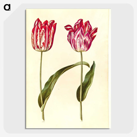3-39_Maria-Sibylla-Merian_picture-crop
