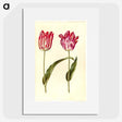 3-39_Maria-Sibylla-Merian_picture