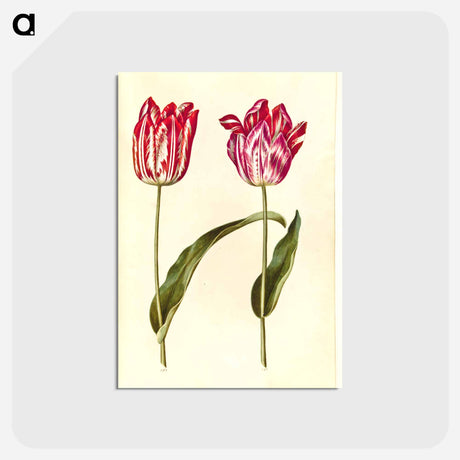 アートポストカード-Tulipa Gesneriana
 - マリア ジビーラ メーリアン Postcard.