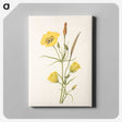 3-39_Mary-Vaux-Walcott_canvas