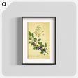 アートポスター-Prunus damascena
 - 国立医学図書館 Poster.