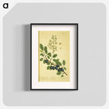 アートポスター-Prunus damascena
 - 国立医学図書館 Poster.