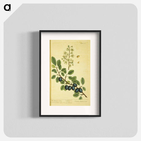 アートポスター-Prunus damascena
 - 国立医学図書館 Poster.