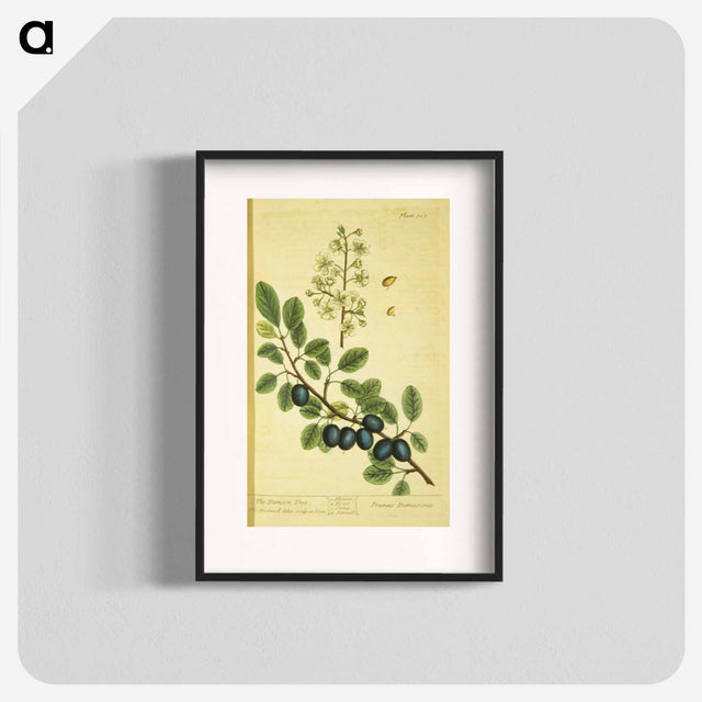 アートポスター-Prunus damascena
 - 国立医学図書館 Poster.