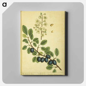 アートパネル-Prunus damascena
 - 国立医学図書館 Canvas.