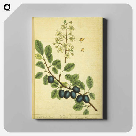 アートパネル-Prunus damascena
 - 国立医学図書館 Canvas.
